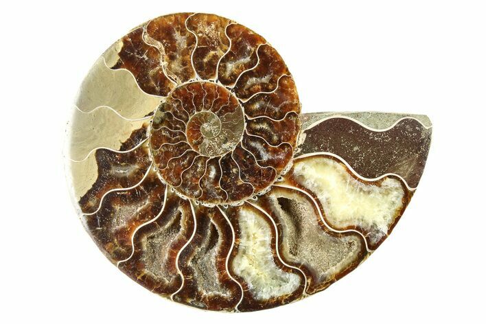 Agatized Ammonite Fossil (Half) - Crystal Chambers #111498